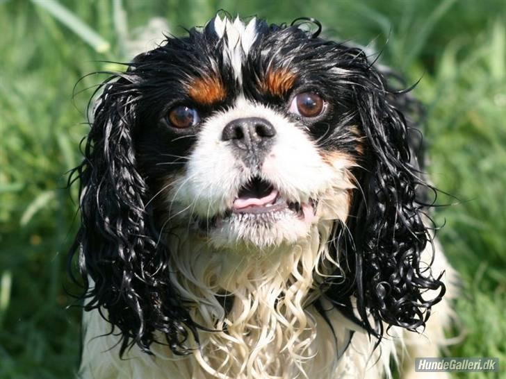 Cavalier king charles spaniel Bergkamp - Himmelhund - Man kan rigtig se hvordan øjnene stråler når jeg får lov til at svømme for moar!! billede 14