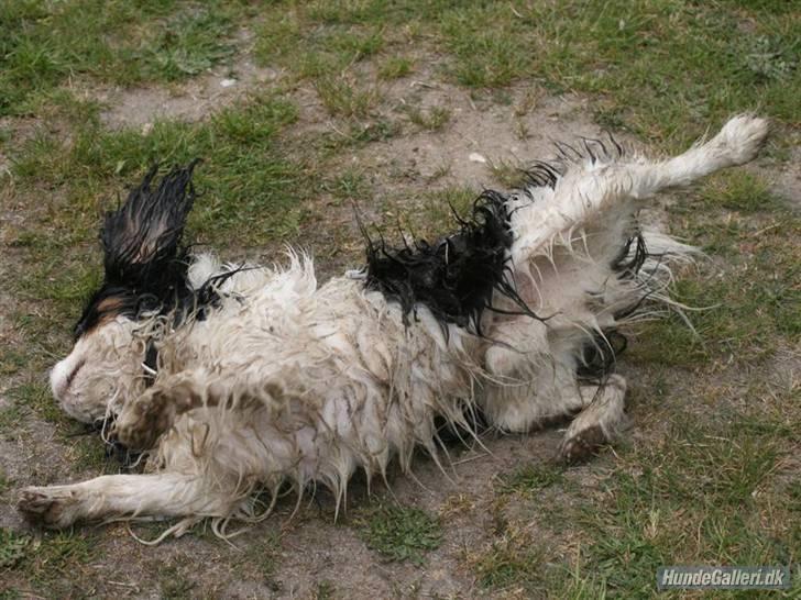 Cavalier king charles spaniel Bergkamp - Himmelhund - Og så lige rulle sig en tur... så bliver man jo tør!! billede 11