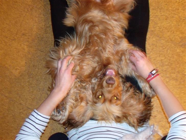 Cocker spaniel Zeus - Dræber hund, ;j billede 1