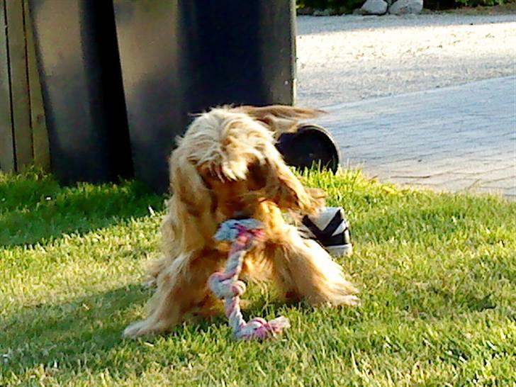 Cocker spaniel Zeus - Kan du fange mig? billede 2