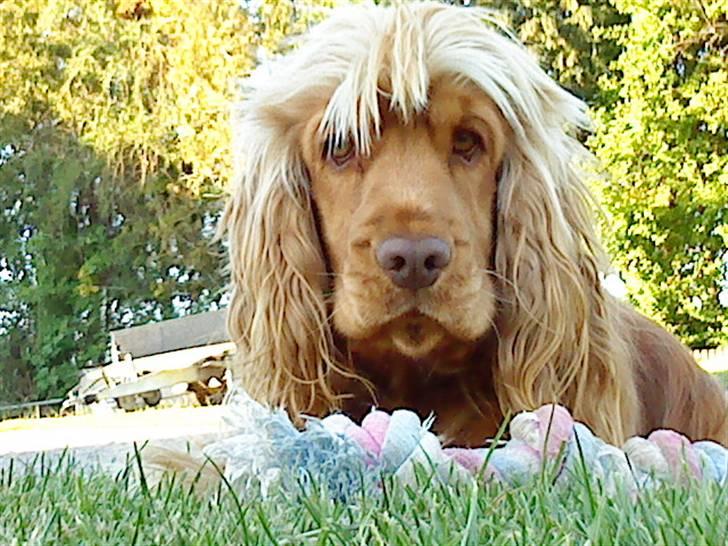Cocker spaniel Zeus - Ligger lige og slapper af efter leg,! billede 3