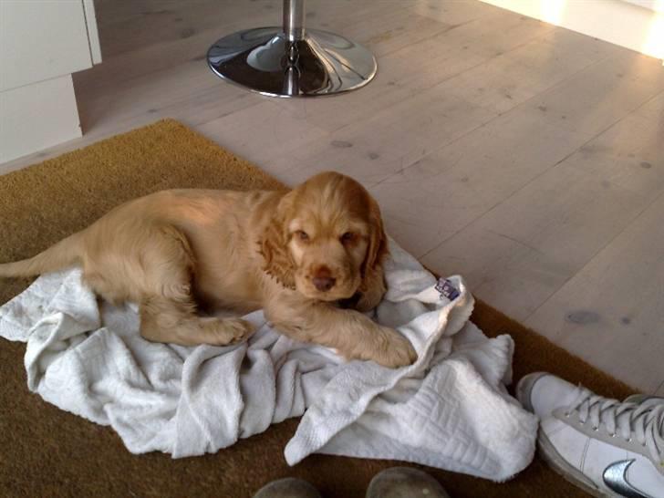 Cocker spaniel Zeus - Ligger og holder vagt ved døren.. ;] billede 4