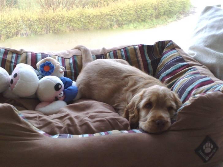 Cocker spaniel Zeus - Ligger i sin kurv, og nyder udsigten,. billede 5