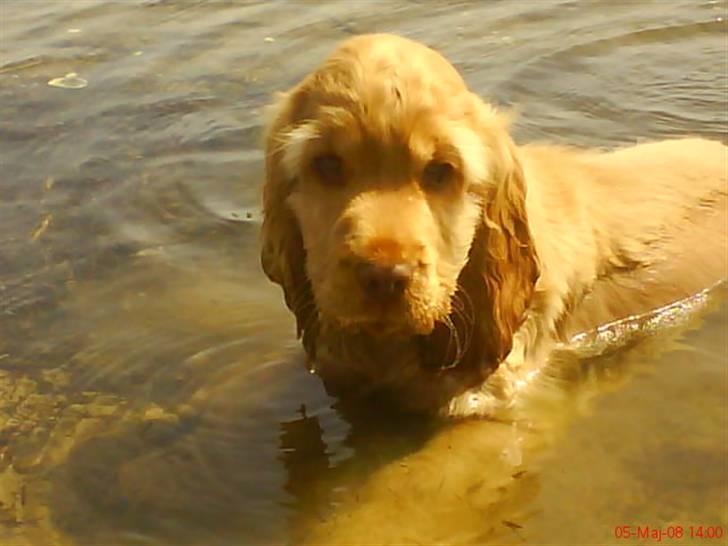 Cocker spaniel Zeus - Her ligger min dejlige vandhund og køler lidt af, i vandet, :) <3 billede 6