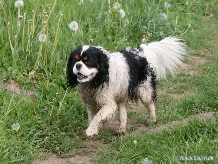 Cavalier king charles spaniel Bergkamp - Himmelhund - Så er jeg klar igen. billede 15