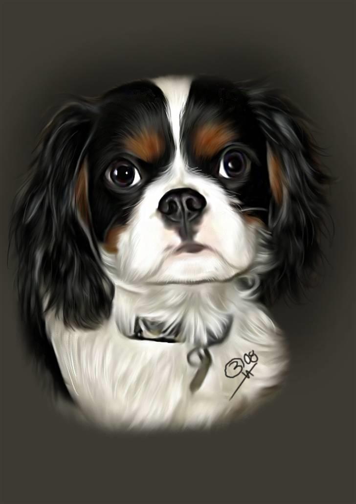Cavalier king charles spaniel Bergkamp - Himmelhund - Af: Betina J http://www.hundegalleri.dk/html/gal_visbruger.asp?userID=35452 billede 13