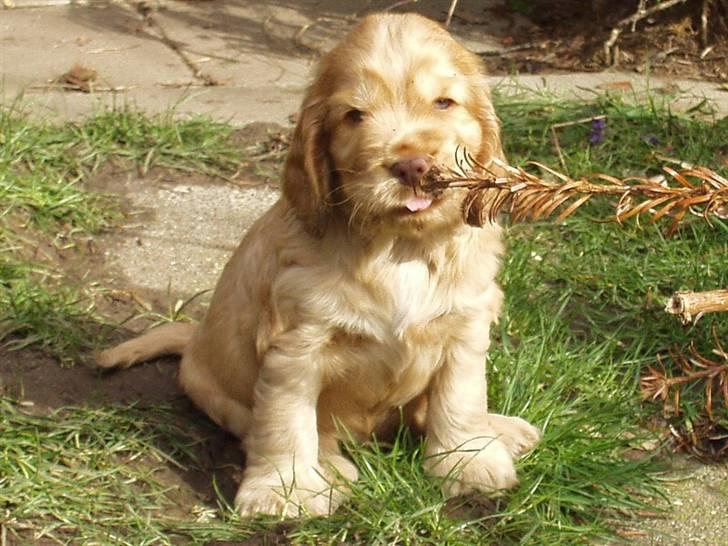 Cocker spaniel Zeus - Her er han kun, 4 uger cirka. :) Jeg elsker det billed! billede 7