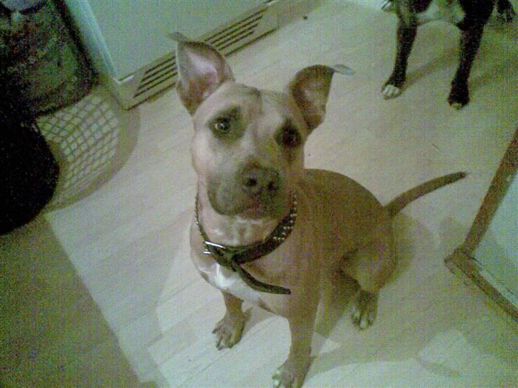 Amerikansk staffordshire terrier Thaie - Hej allesammen .. Mit navn er Thaie .. billede 1