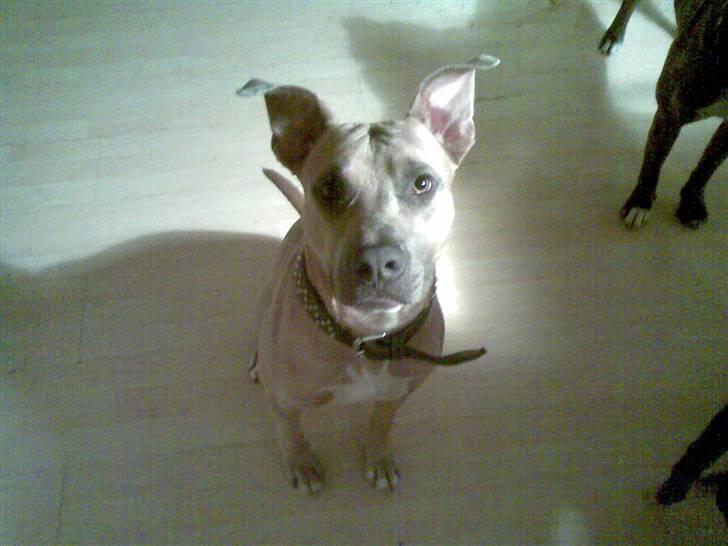 Amerikansk staffordshire terrier Thaie billede 2