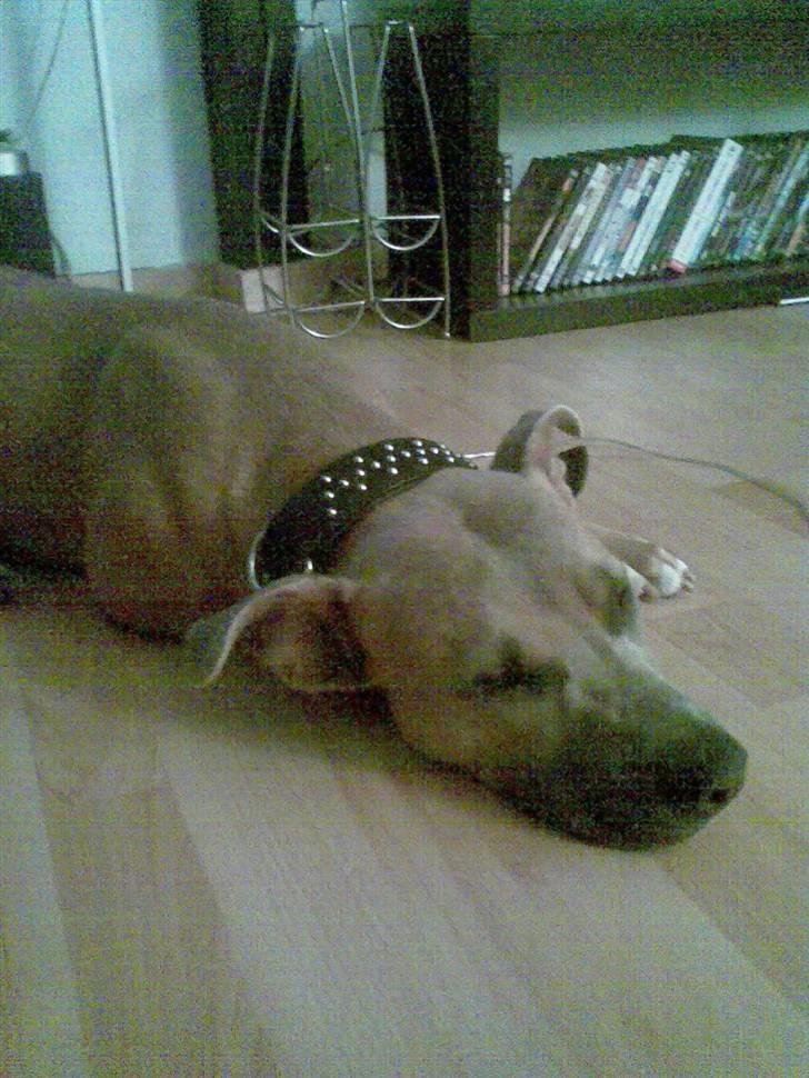 Amerikansk staffordshire terrier Thaie billede 3