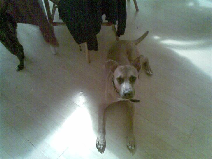 Amerikansk staffordshire terrier Thaie billede 4