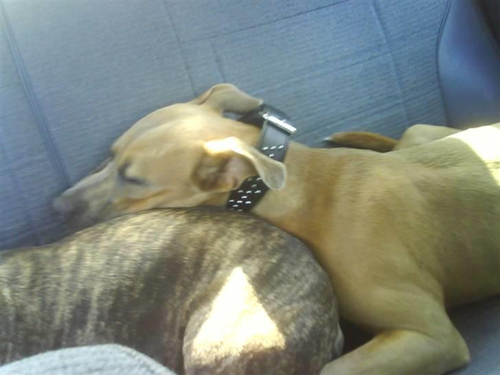 Amerikansk staffordshire terrier Thaie billede 5