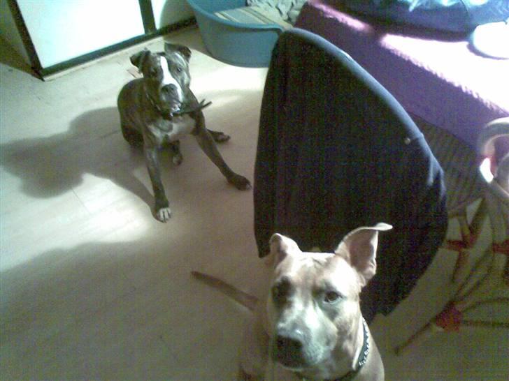 Amerikansk staffordshire terrier Thaie billede 6