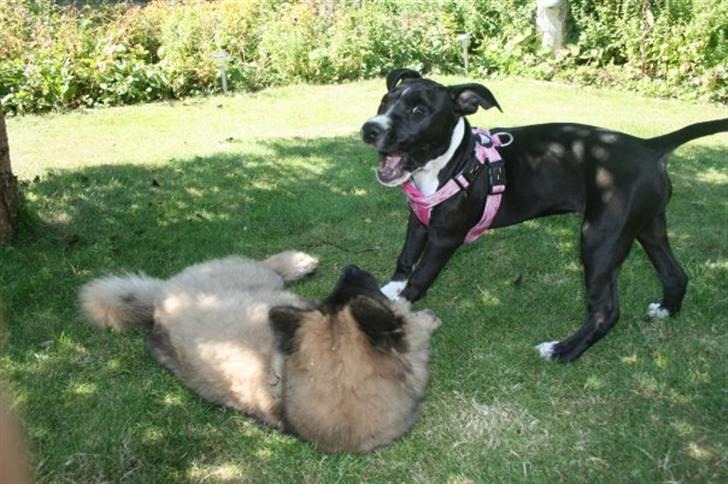 Amerikansk staffordshire terrier Angel billede 10