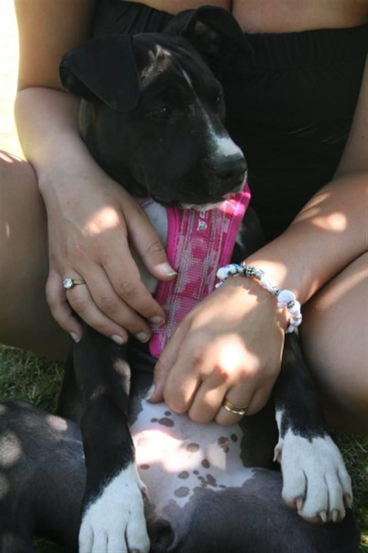 Amerikansk staffordshire terrier Angel billede 11