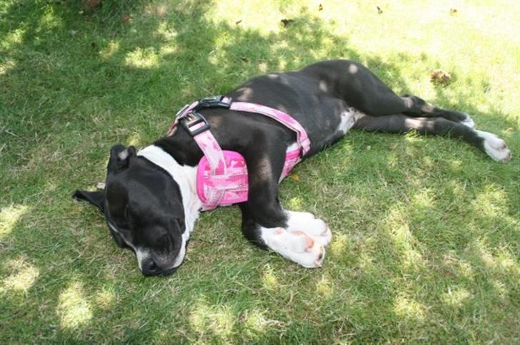 Amerikansk staffordshire terrier Angel billede 12