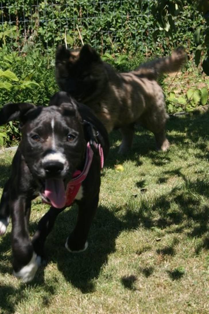 Amerikansk staffordshire terrier Angel billede 13