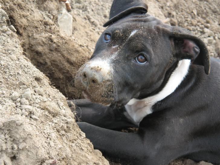 Amerikansk staffordshire terrier Angel billede 14