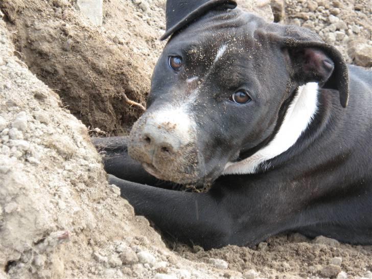Amerikansk staffordshire terrier Angel billede 15