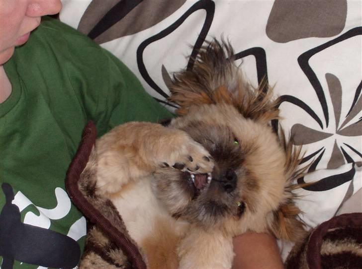 Blanding af racer Luna - nam nam poten smager godt:-) billede 8