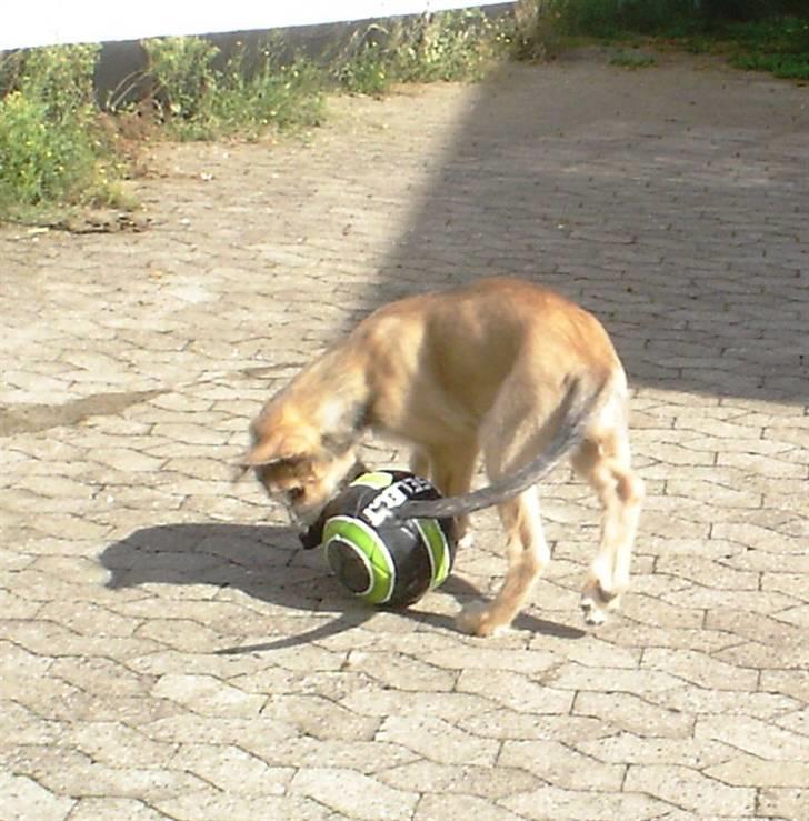 Irsk ulvehund Victor billede 8