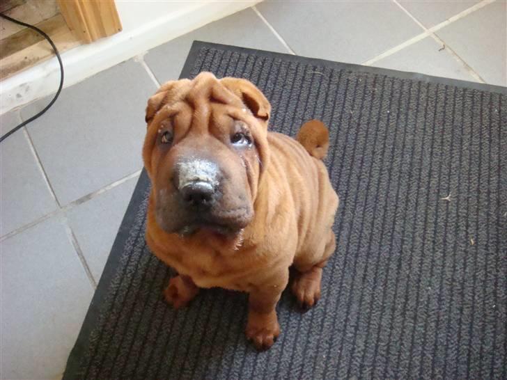 Shar pei Alma - jeg fik lige lov til at slikke en skål...nam nam... billede 12