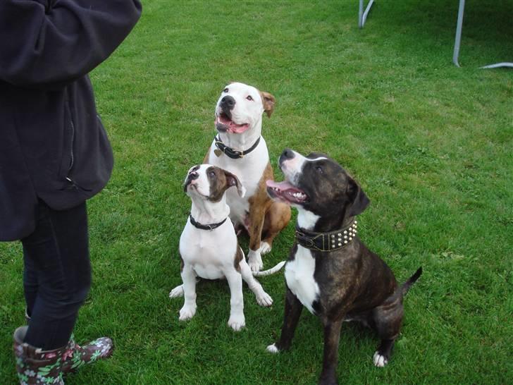 Blanding af racer Thor billede 5