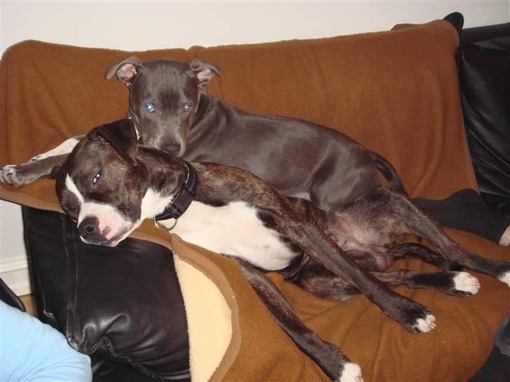 Blanding af racer Thor billede 6