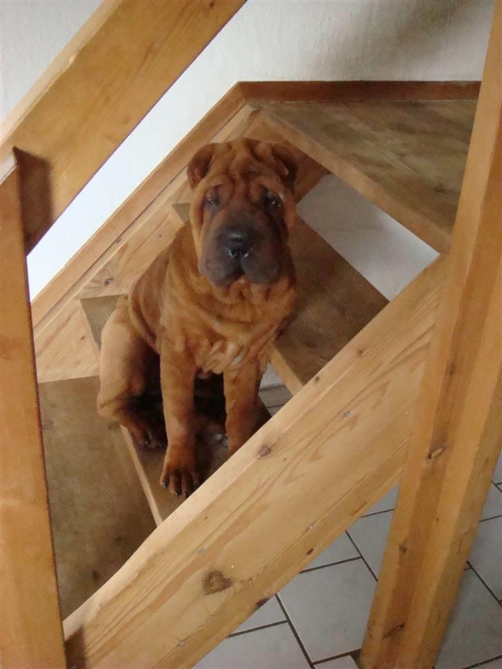 Shar pei Alma - skal vi snart i seng???det er denher vej... billede 13