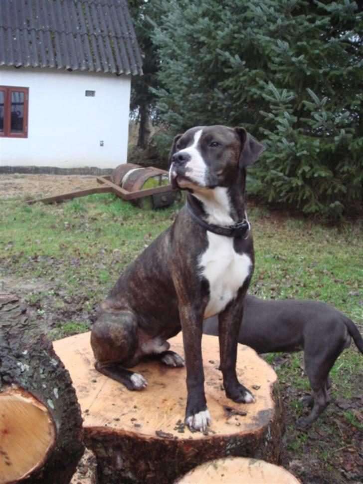 Blanding af racer Thor billede 8