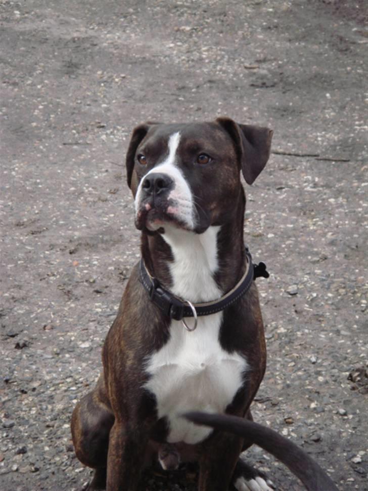 Blanding af racer Thor billede 9