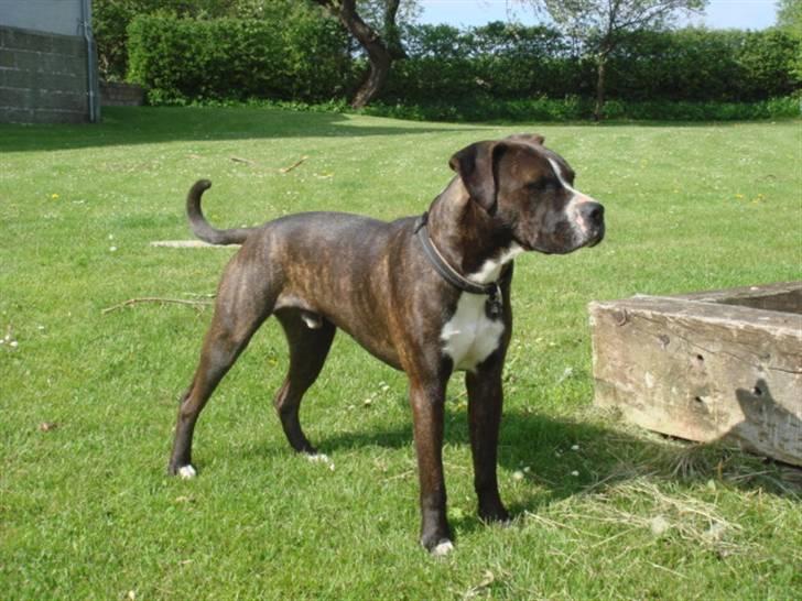 Blanding af racer Thor billede 10