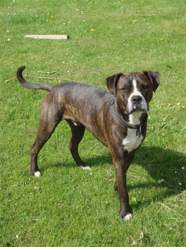 Blanding af racer Thor billede 11