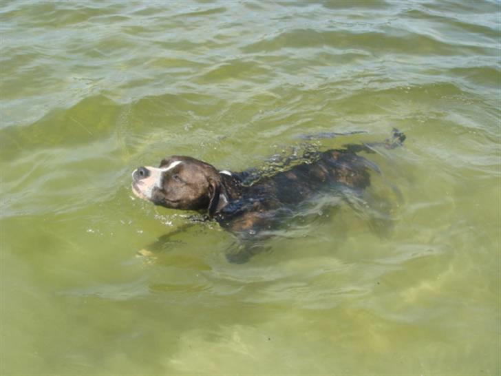 Blanding af racer Thor billede 12