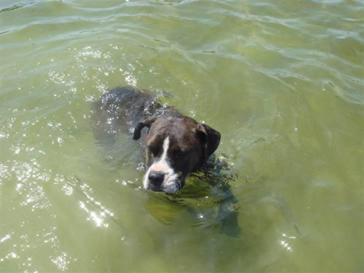 Blanding af racer Thor billede 13