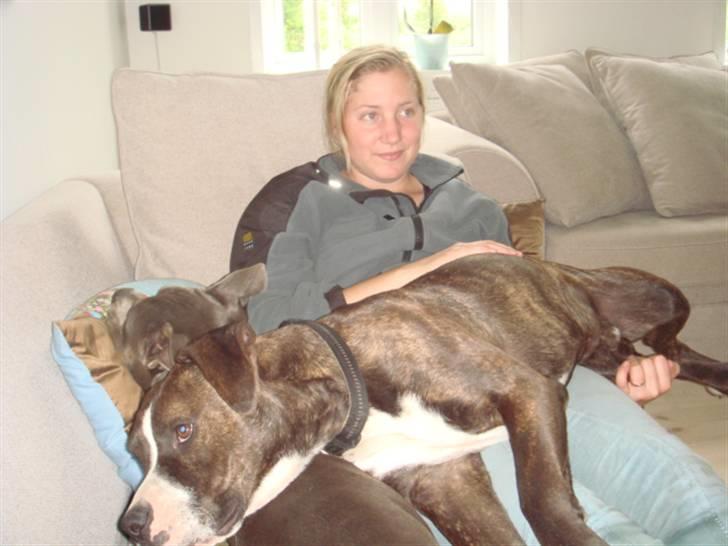 Blanding af racer Thor billede 14