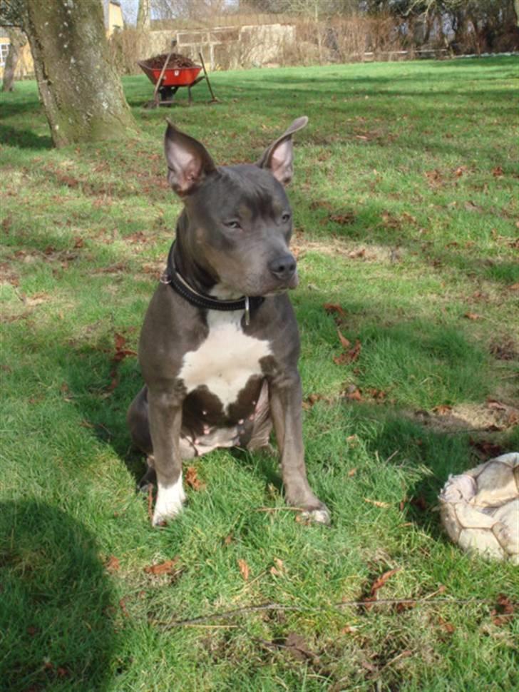 Blanding af racer Chika billede 7