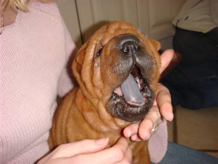Shar pei Alma - uha, hvor er det hårdt at være til....11 dage gammel billede 14