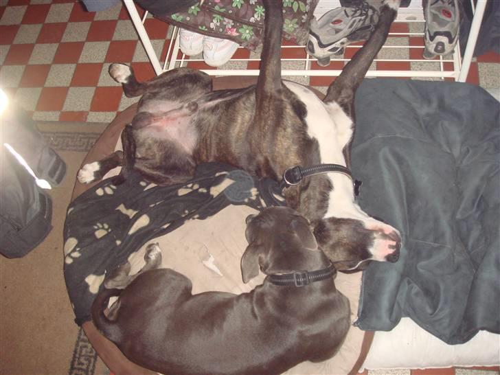 Blanding af racer Chika billede 8