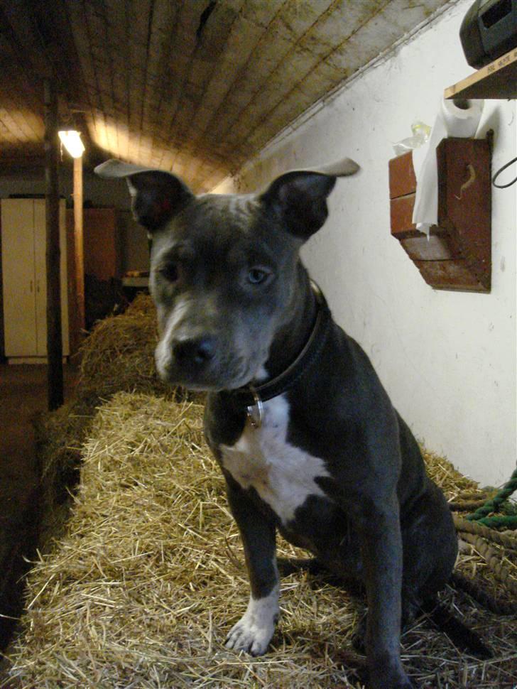 Blanding af racer Chika billede 9