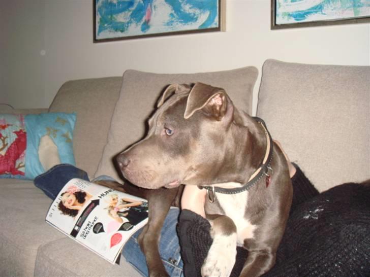 Blanding af racer Chika billede 10