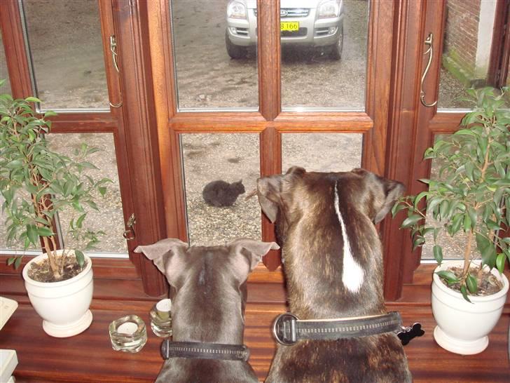 Blanding af racer Chika billede 11