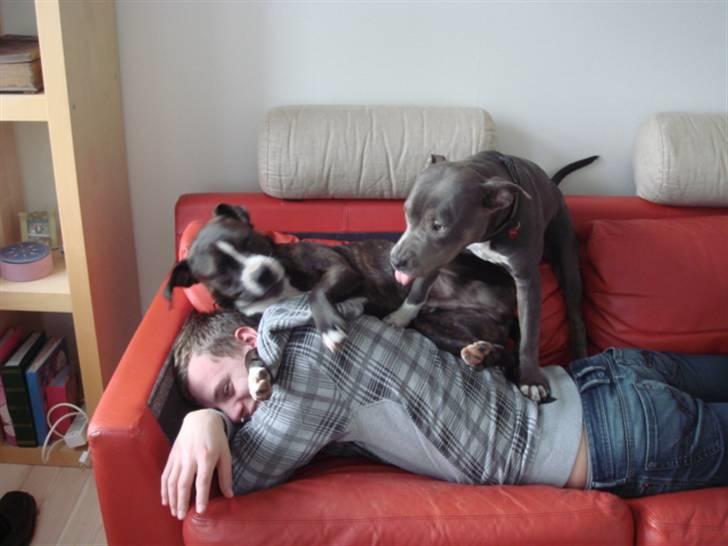 Blanding af racer Chika billede 12