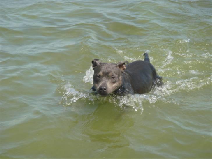 Blanding af racer Chika billede 13