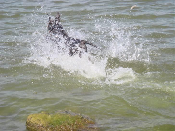 Blanding af racer Chika billede 14