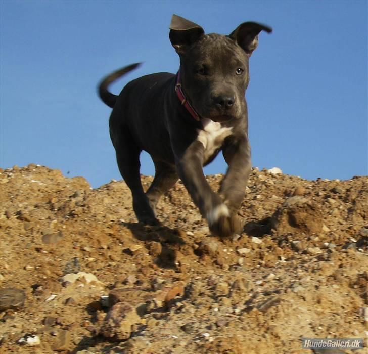 Blanding af racer Chika billede 16