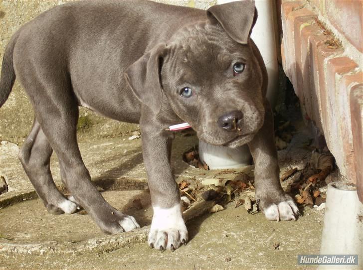 Blanding af racer Chika billede 17