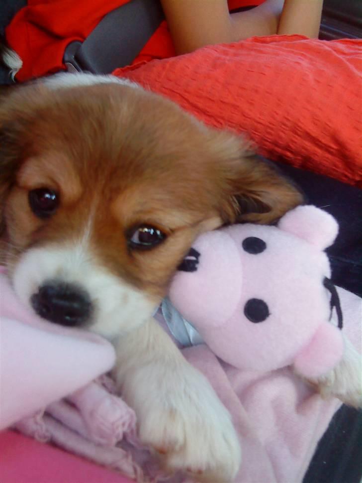 Blanding af racer Malou billede 8