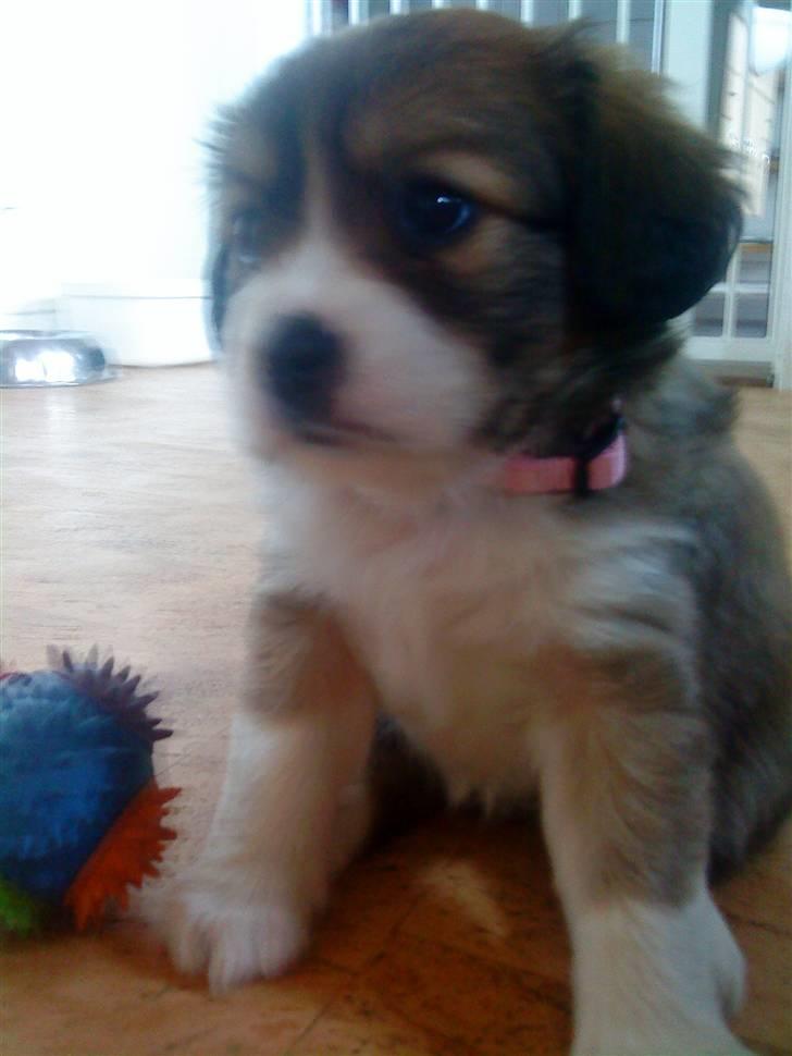 Blanding af racer Malou billede 9