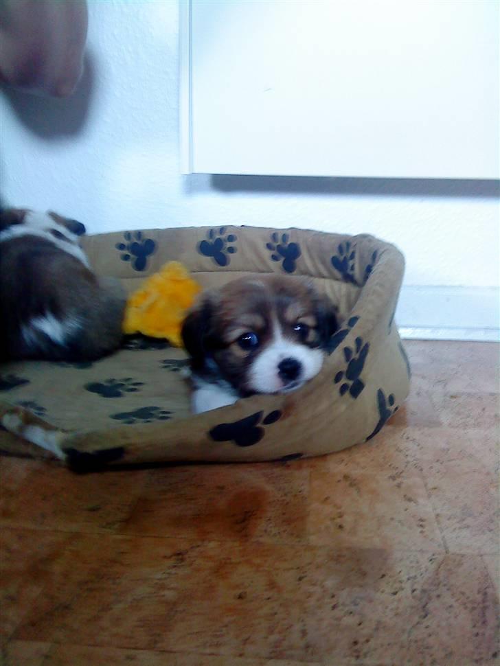 Blanding af racer Malou billede 10